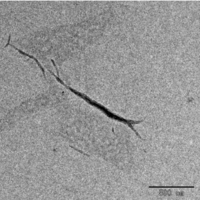Celluouse Nano Fibers(CNF,Sol Type)